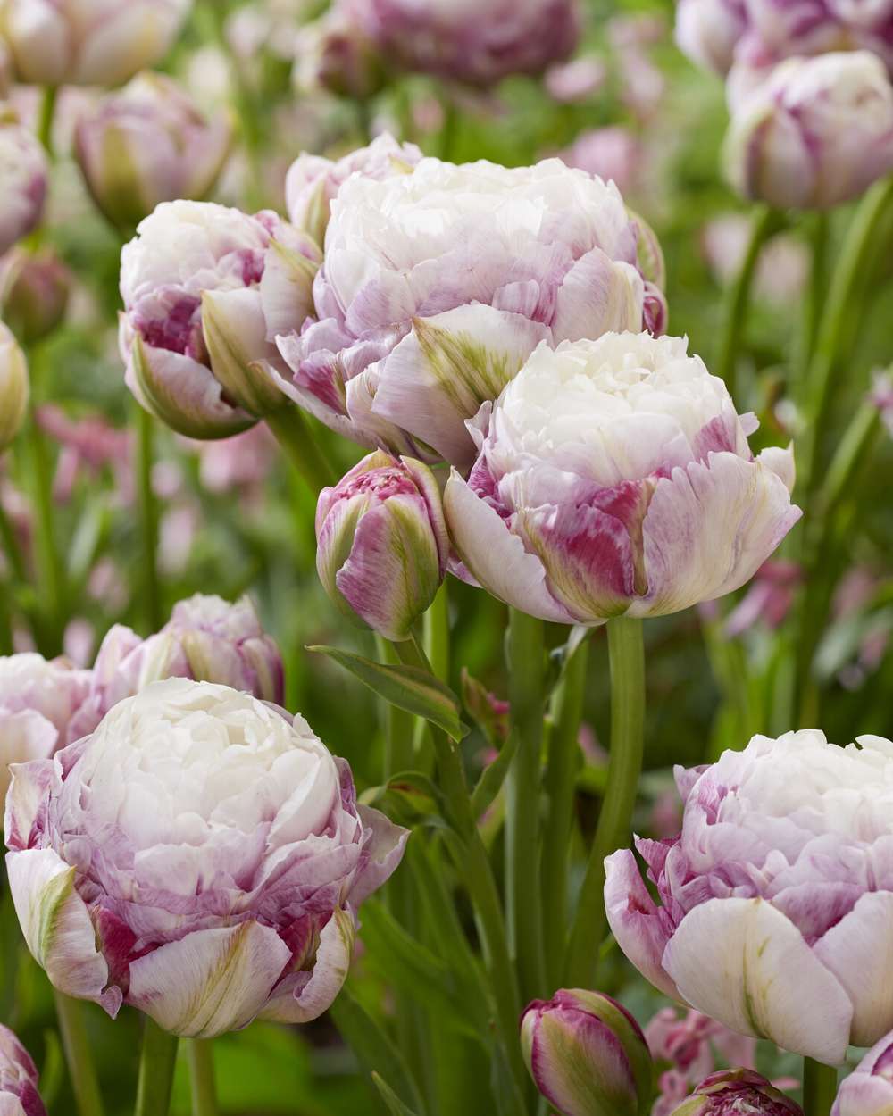 Tulipan 'Double Surprise'